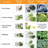 Power Greens Seed Mat (Pack of 3)